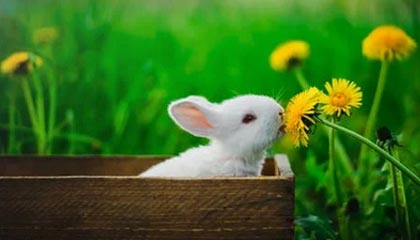 九游娱乐网页入口-Gen.G赛事直播观看人数创新高，gr比赛回放