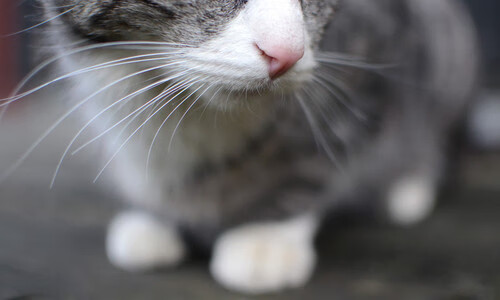 中国网球队备战全英公开赛，中国网球公开赛英文