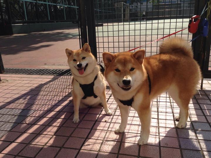 保利斯塔赛季目标明确,保利斯塔嘉宝果特点