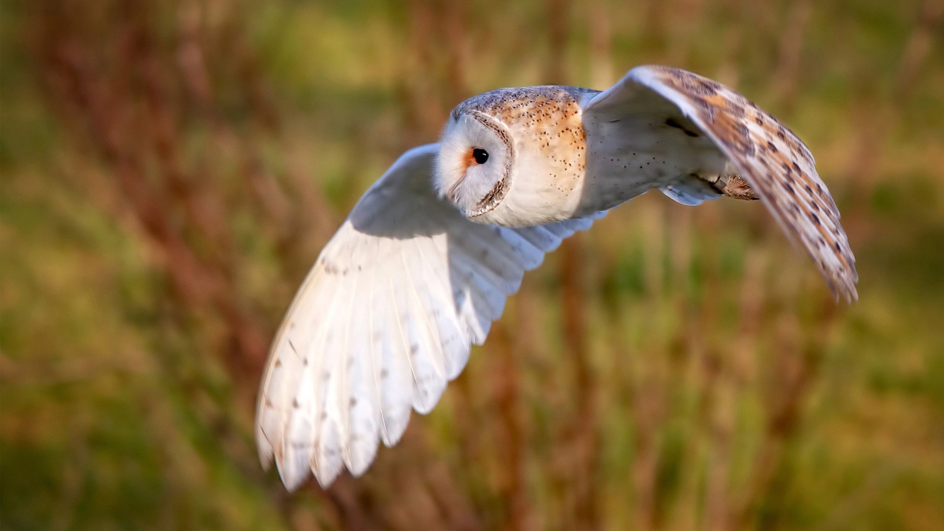 俱乐部的未来:足球产业的商业趋势,足球俱乐部的经营模式