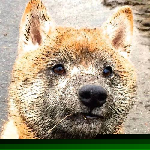 运动员心理辅导服务体系，运动员心理辅导服务体系有哪些